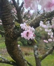 Saarimkerei Gaul Bild 6