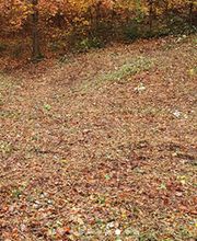 Holzbär Keller Brennholz Bild 1