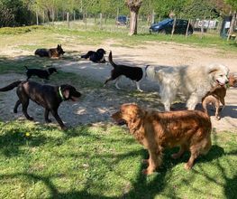 L'isle Aux Chiens image 5