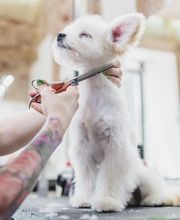 Peluquería Canina Siempre Lindos imagen 6