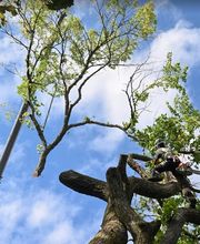 Histoire d'Arbres image 2