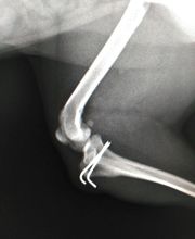 CLÍNICA VETERINARIA DEL VAL imagen 8