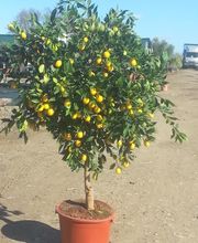 Olipalm pépiniére image 9