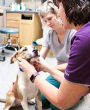 Indian Tree Animal Hospital image 9