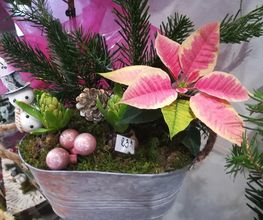 Des Fleurs En Plus image 18