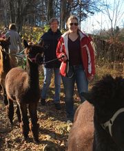 Alpaka Trekking Balmberg Tannenheim Bild 6