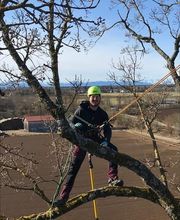 Baumpflege Te-kari Bild 1