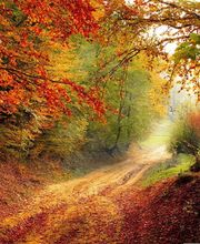 Walter Pfeiffer Hypnose Hamburg Luebeck Bad Oldesloe Bild 1