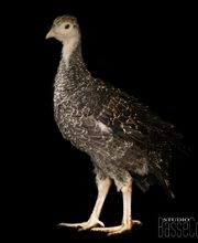 Les Volailles D'Armor image 4