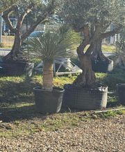 Royal Palm Aix image 13