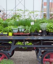Blumen Weiss Malsch Bild 1