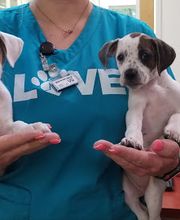 Green Summit Animal Clinic image 9