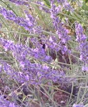 Conciergerie/Gérance de maison Haut Var image 12