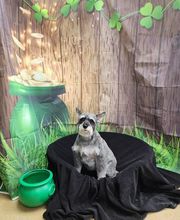 Petsburgh Pet Care image 2