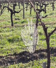 Cognac Michelet image 12