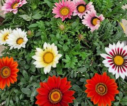 Marty Fleurs image 10
