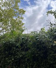 BC Service Élagage image 6