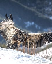 Pyrenees Travels imagen 2