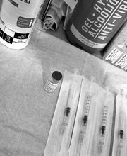 Serillon Elodie image 2