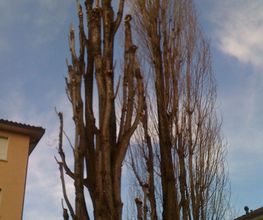 Abt Jardins et Paysages Sàrl Bild 3