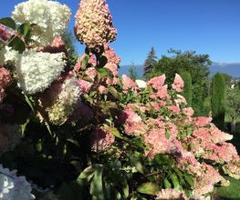 Royal Jardin sarl Bild 8