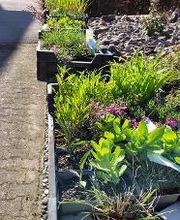 Frey Gartenbau GmbH & Co. KG Bild 4