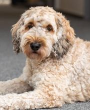 Borkenhagen Eiken Eiken Bild 9