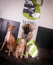 ROYAL CASSE AUTO SERVICE image 5