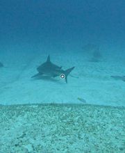 Infinity2Diving imagen 12