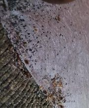 Windy City Bed Bug Specialists image 7