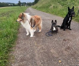 Focus Dogs Hundeschule KlG Bild 8
