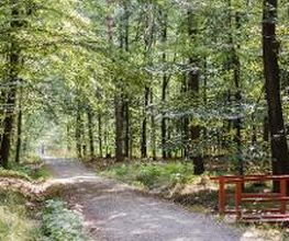 FriedWald Planitzwald Bild 1