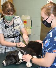 Barta Animal Hospital image 11