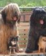 perros-dasilvafoto1.jpg