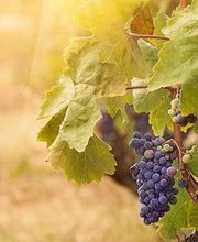 Pépinières Viticoles Amblevert image 1