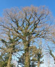 PAUL Elagage image 3