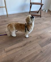 CHIC CANIN image 7