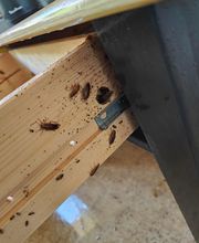 NGAN Marne - Entreprise Anti-Nuisibles image 3