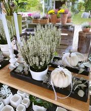 Blumenhaus Maaß Bild 5