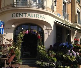 Centaurea image 5