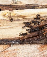 OPC Pest Services - Southern IN image 20