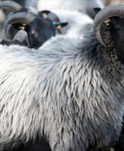 Restaurant Mühli Bild 5