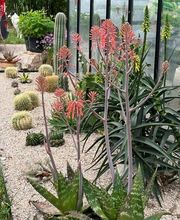 Ideal Concept Jardin image 1