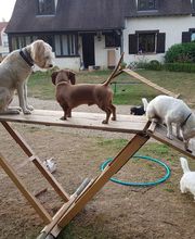 Keep Cool Dog image 18