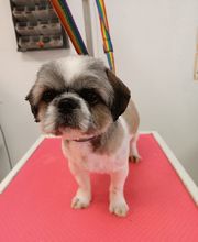 Toutou Tip Top image 13