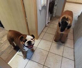 H.O.N.A.S - Mobile Hundeschule Bild 15