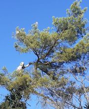 Lopez Dominique le Grimpereau image 2