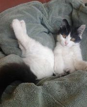 Gabriel Pierre-Gilles image 2