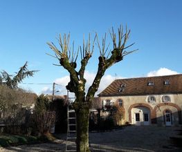 GONIN PIERRE image 5