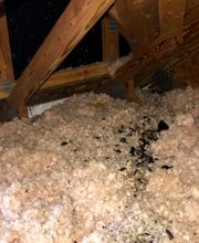 Peachtree Pest Control image 5